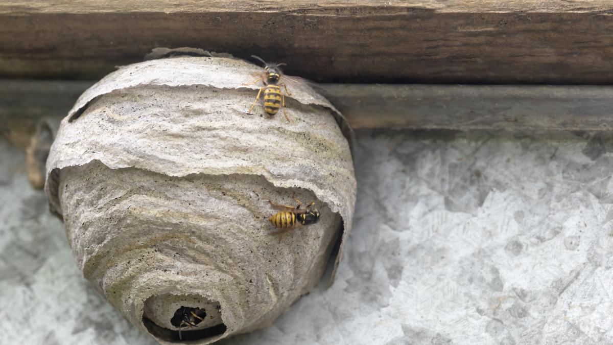 Una niña de tres años llevaba semanas diciendo que en su casa había "monstruos" y un apicultor descubre la siniestra verdad: "Había más de 70.000 abejas entre las paredes"