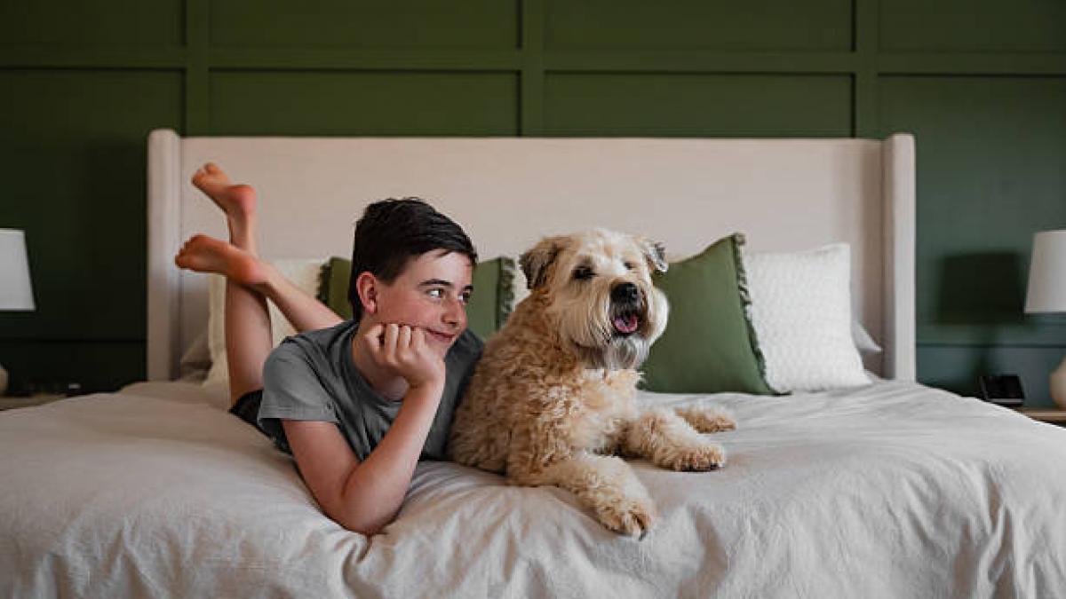 8 razas de perro que no dan alergia