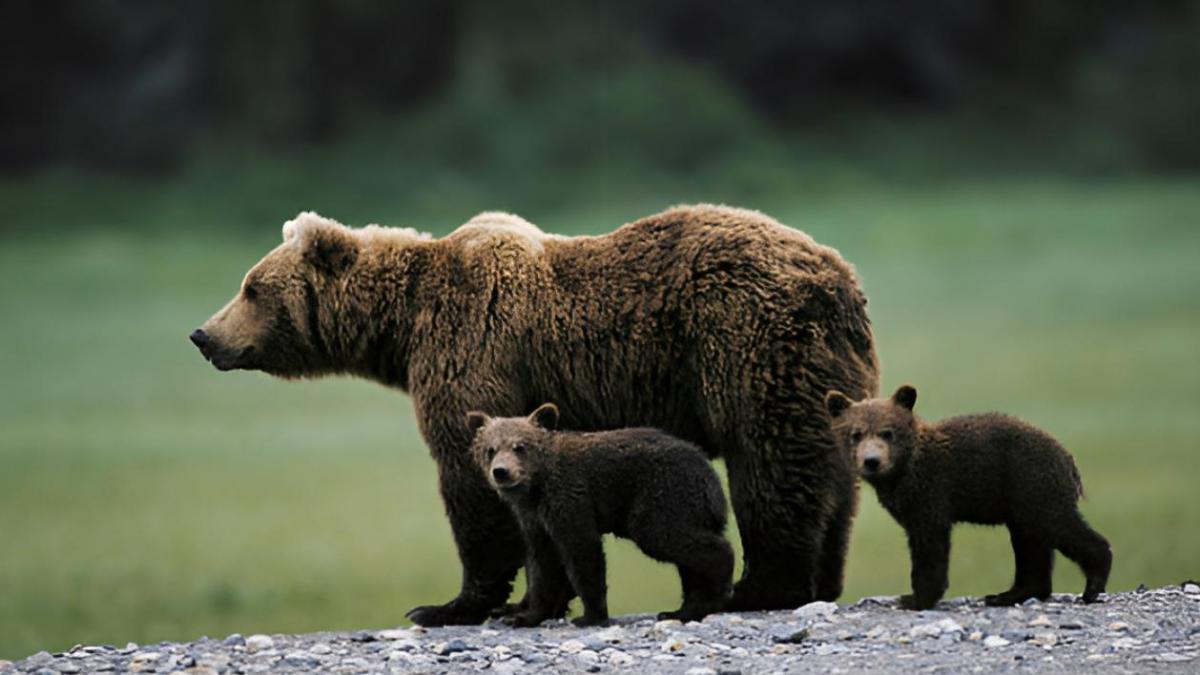 Los osos del Pirineo llevan 20 años creciendo un 11% al año pero están al borde de una crisis genética: solo quedan 108 y todos son primos