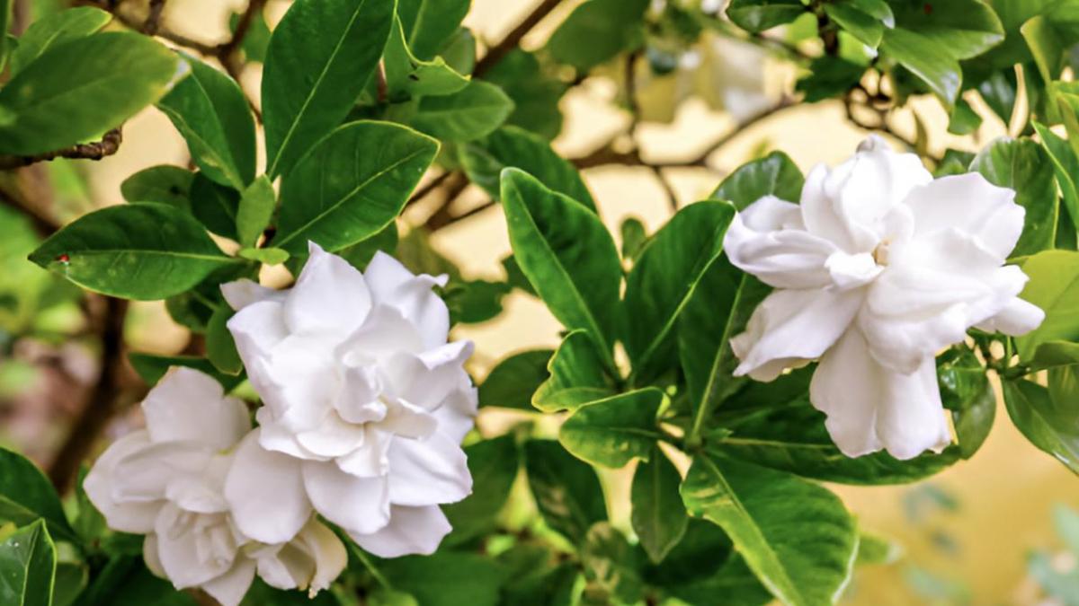 Eduardo Barba, jardinero e investigador botánico: "Cuando las raíces de una gardenia se secan, grita sin vocalizar: pide a gritos que haya siempre un punto de humedad constante"