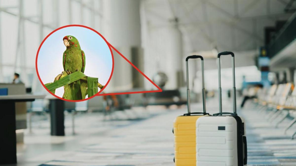 Un aeropuerto europeo se vuelca desde hace días en una misión casi imposible: encontrar al dueño de un loro perdido