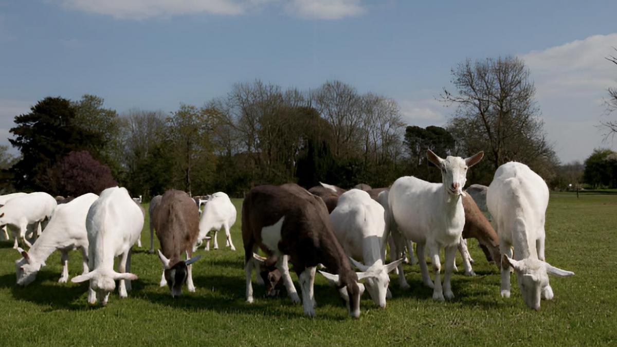 José Bustos, ganadero de 20 años: "A mí me encantan los animales pero no me meto en mitad de un rebaño, hay que respetarlos"
