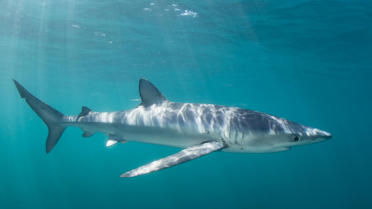 Paola, española que vive en Maldivas: "Nuestros océanos se están muriendo y nosotros somos los siguientes"