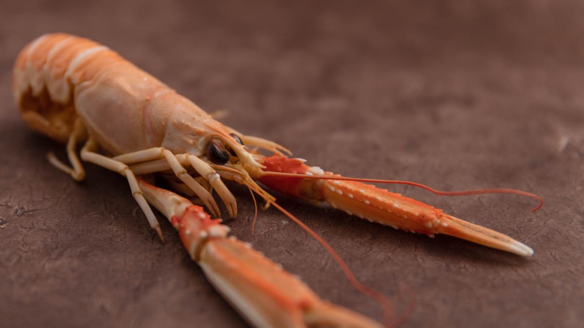 Científicos descubren que las cigalas reaccionan a los analgésicos y hacen un nuevo llamamiento urgente para impedir que se las cocine vivas: "Sienten dolor"