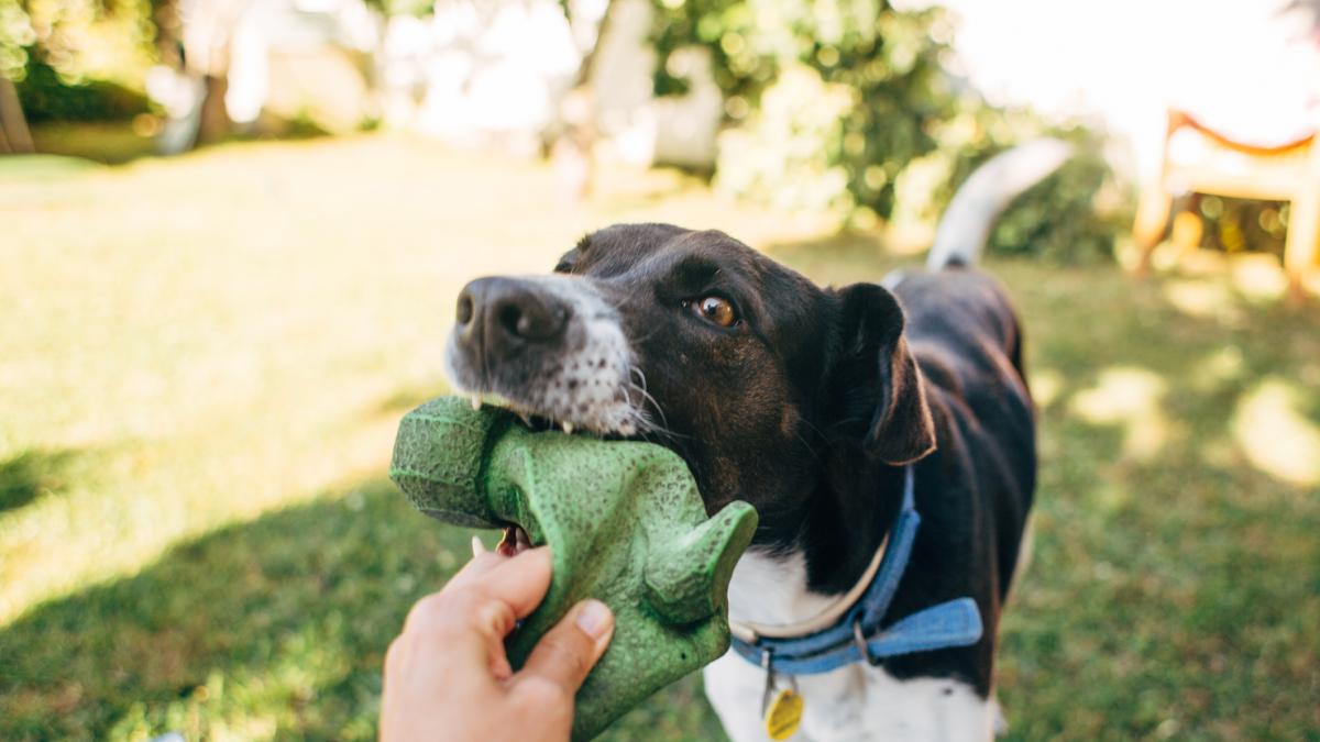Manel, educador canino: "Si tu perro se come los juguetes prueba con esta alternativa"