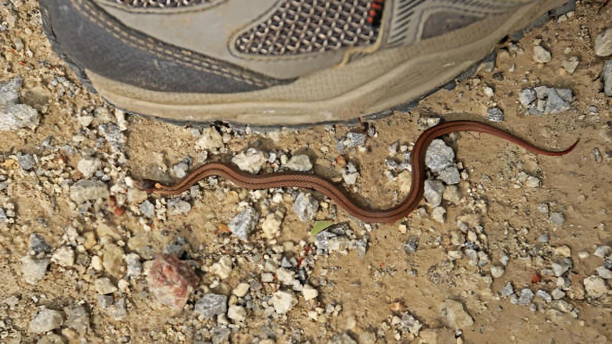 Los expertos llevaban buscándola dos décadas: redescubren a la serpiente más pequeña del mundo en Barbados
