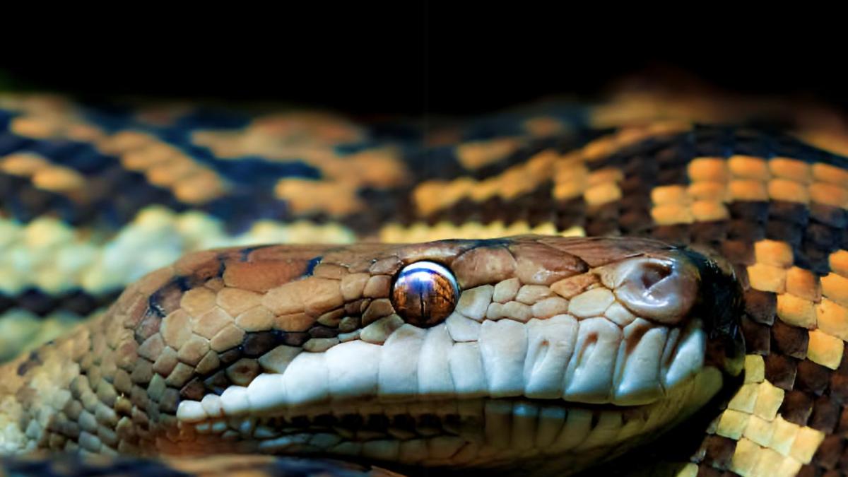 La ciencia lo confirma: un fósil hallado en Taiwán era de una serpiente "superdepredadora" que reinaba en la isla hace millones de años