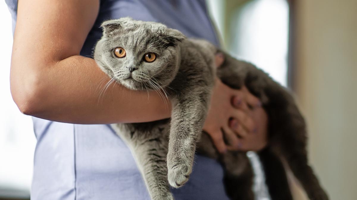 Siete años perdido a 3.700 kilómetros: el chip de Dodger ha permitido a Amber y sus dos hijos recuperar el gato que escapó en una mudanza tras la muerte del padre