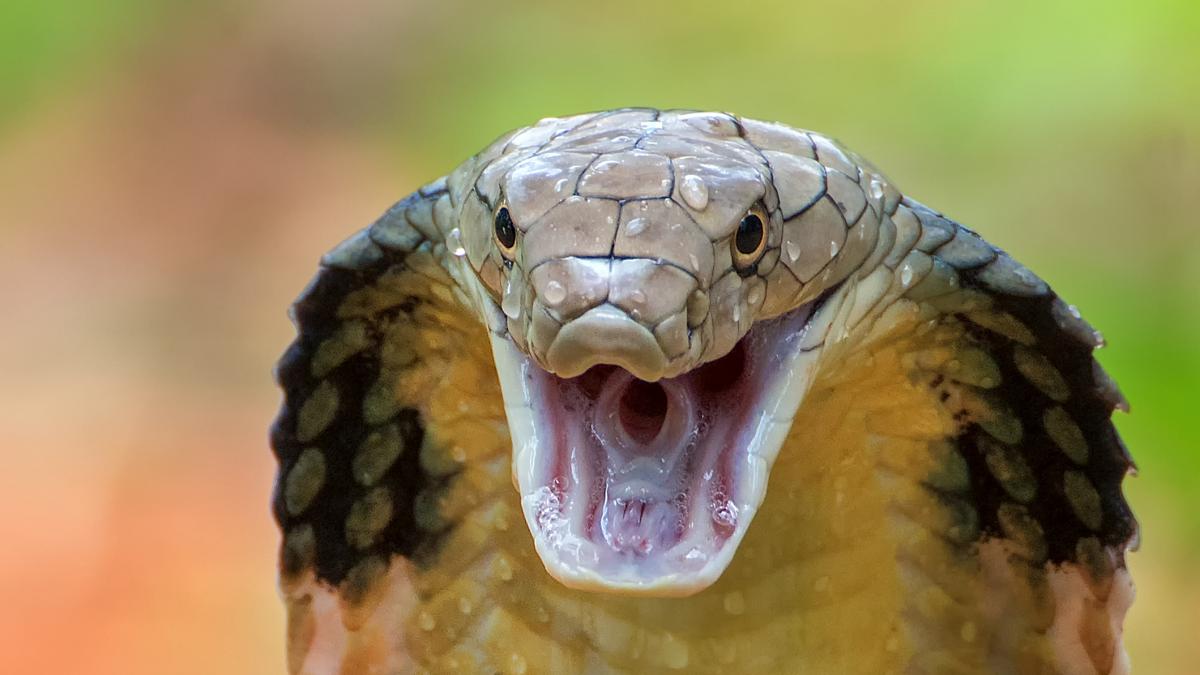 Muere un turista alemán tras la mordedura de una serpiente que se le coló en el pantalón durante un espectáculo en Egipto