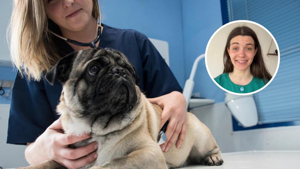 Laura Casquero, estudiante de veterinaria: "Si alguna vez llegas a identificar alguno de estos síntomas en tu mascota deja lo que estés haciendo y corre al veterinario"