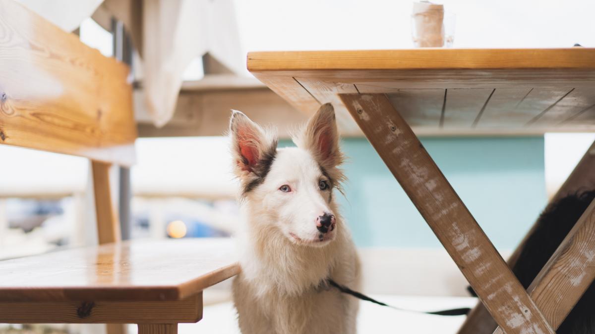 No entra a un restaurante por admitir perros: la respuesta de los dueños lleva 35.000  me gusta  y subiendo