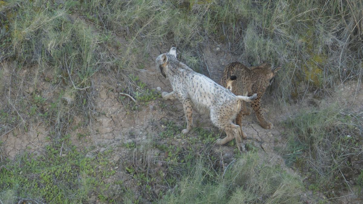 La muda del lince blanco: Ángel Hidalgo