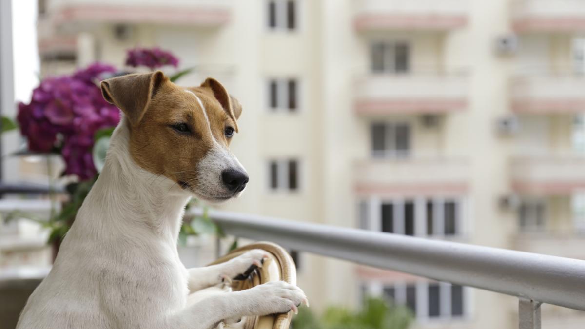 Confirmado por la Ley de Propiedad Horizontal: si un dueño no recoge los excrementos de sus mascotas en las zonas comunes la comunidad le puede privar del uso de la vivienda por hasta 3 años