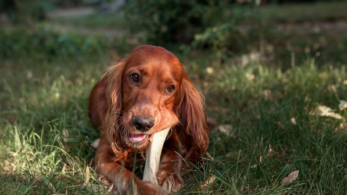 María VetiCan, veterinaria: "Darle cáscaras de huevo le genera a tu perro un exceso de calcio que no es necesario"