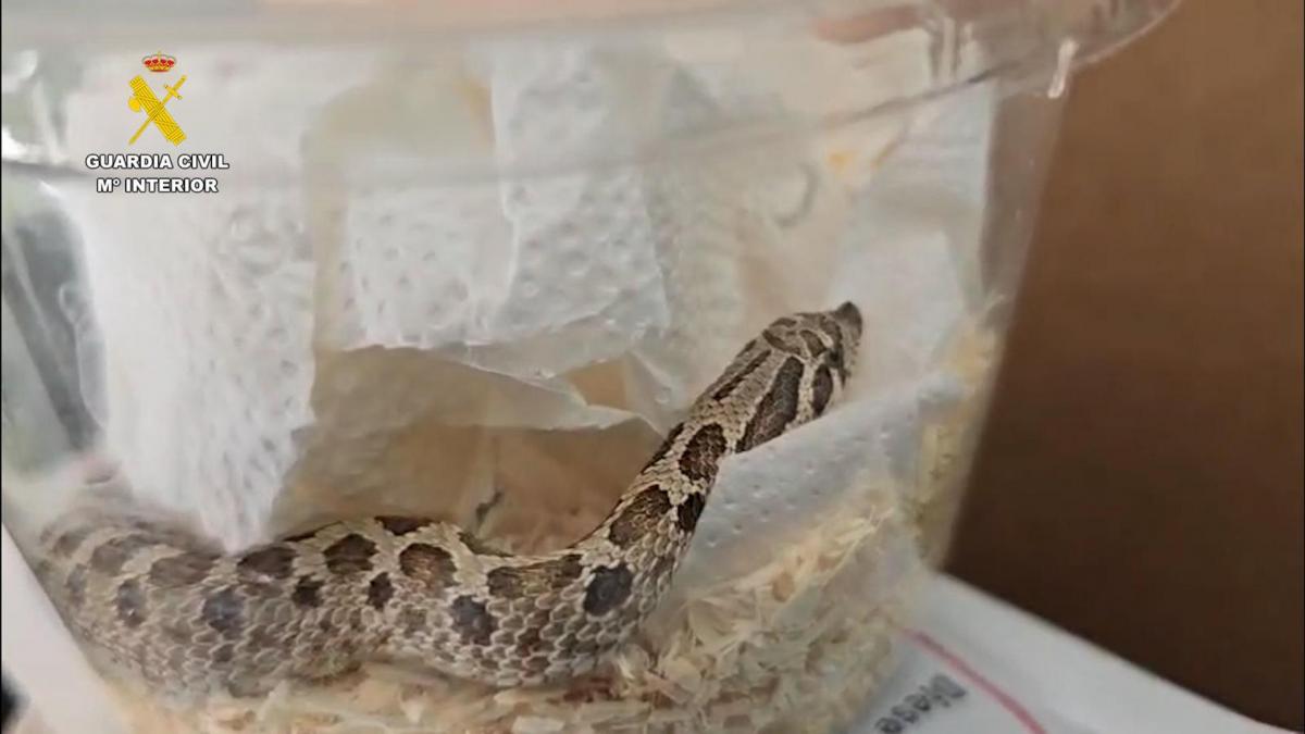 Guardias civiles se llevan una sorpresa mayúscula: detectan "viva y oculta" una serpiente "hocico de cerdo" en un paquete que cruzaba media España