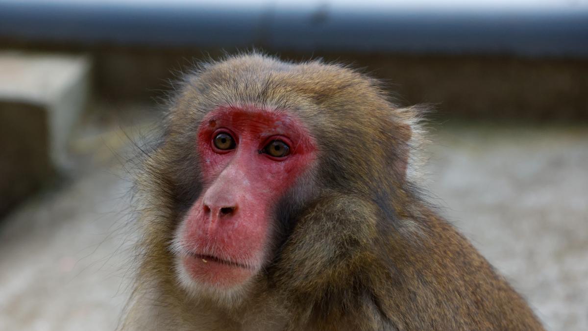Los científicos no dan crédito: macacos japoneses juegan a un videojuego durante casi 100 partidas seguidas sin recibir ninguna recompensa