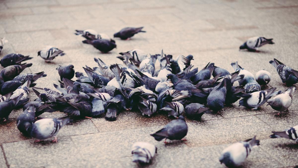Céline Albinet, 30 años, marsellesa: "Me he sorprendido al darme cuenta de que me encanta el olor de las palomas. Huelen a pan caliente"