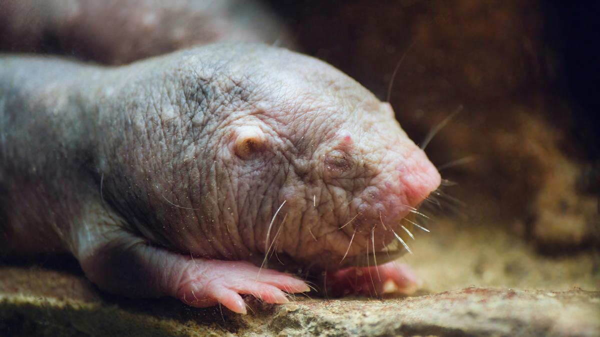 Por qué los biólogos llevan 10 años estudiando la rata topo desnuda: vive 41 años, no desarrolla cáncer y podría enseñarnos a alargar la vida humana