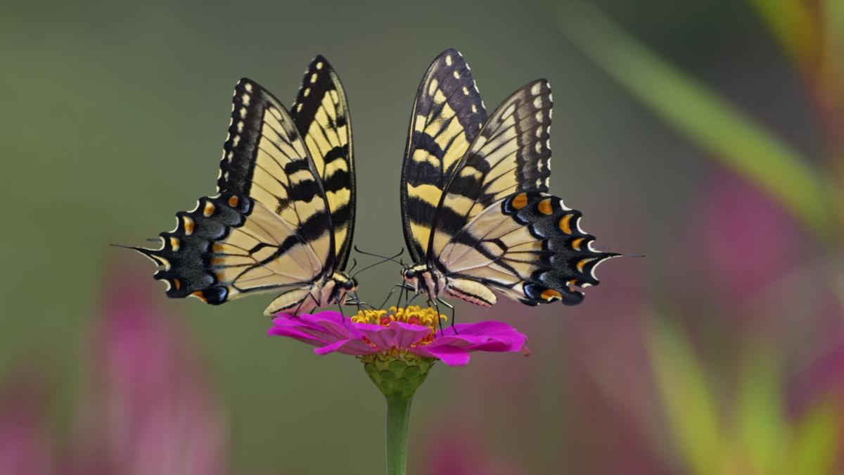 Los científicos coinciden y desmontan el mito: los insectos no son máquinas, sienten dolor y toman decisiones complejas