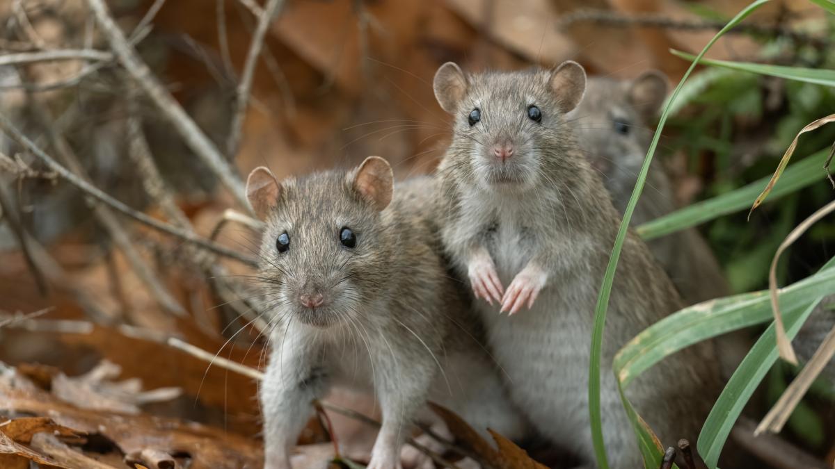 El test del hantavirus: ¿estás tan bien informado como piensas?