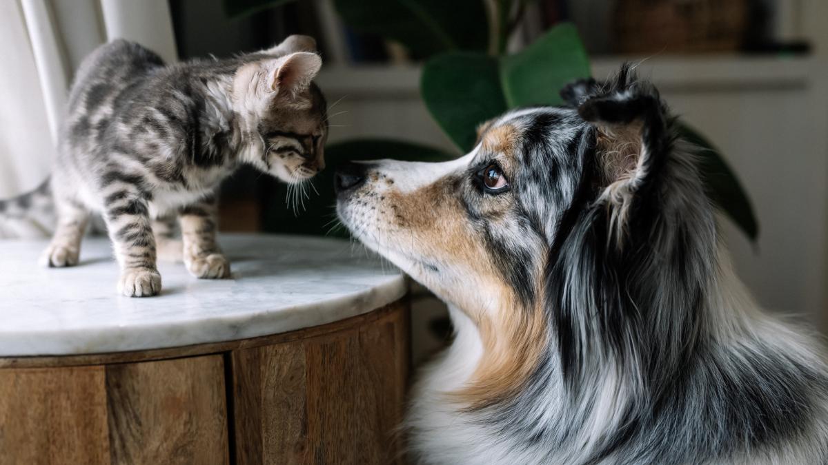 Marta, educadora animal, sobre el apego de las mascotas: "Un gato se vincula un 7% más que un perro"