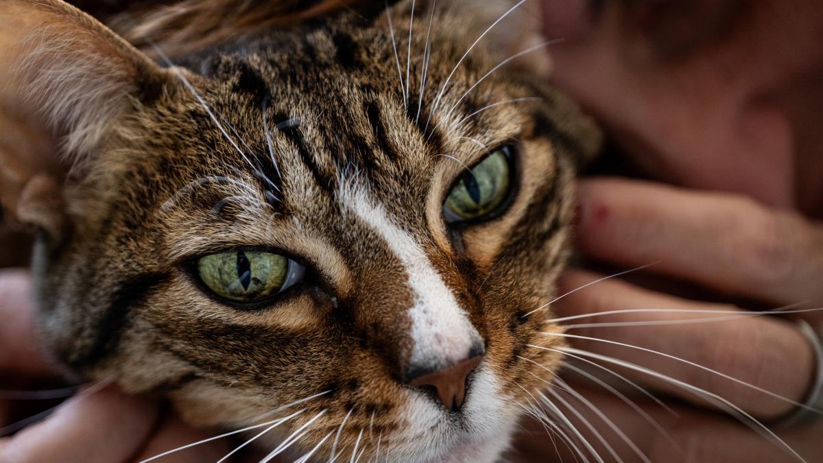 Ya ha entrado en vigor: multas de hasta 10.000 euros por dejar solo a tu gato durante 3 días