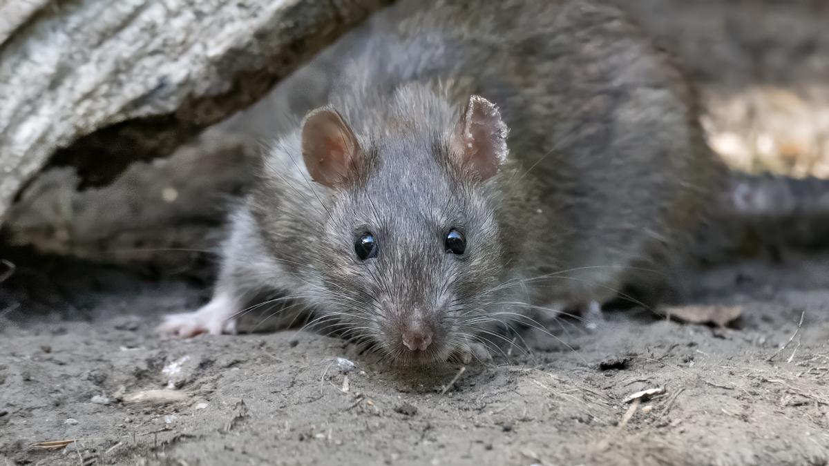 Un experto zoólogo advierte que en la Patagonia está cambiando y crece 