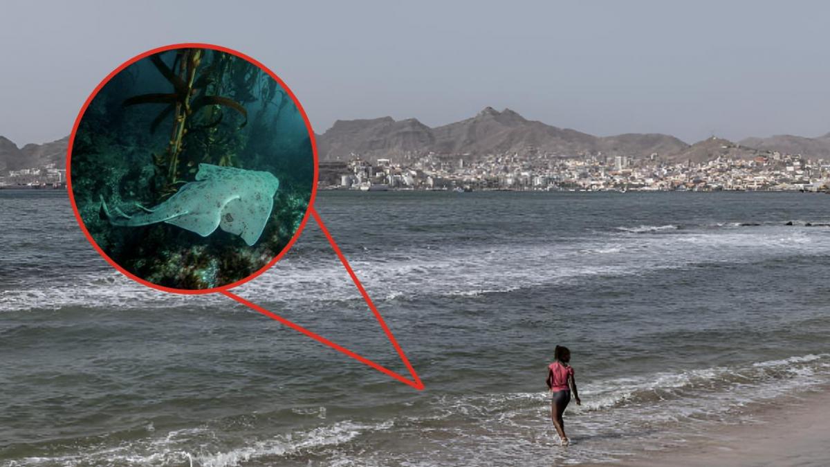 Un tiburón angelote muerde a una bañista en Lanzarote pero la biología lo confirma: no es un animal agresivo y además está en peligro de extinción