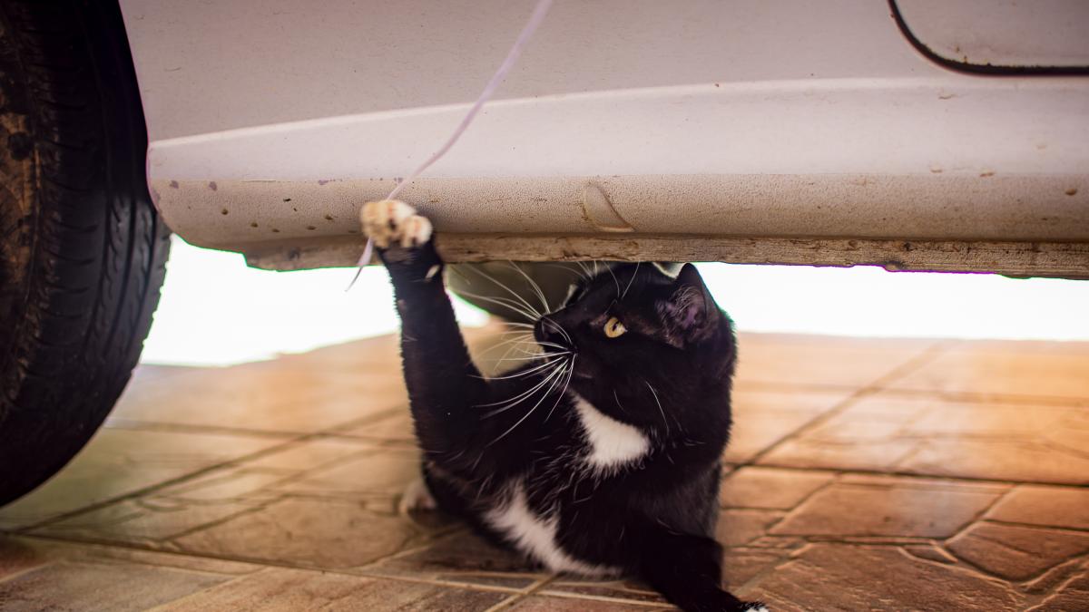 Encuentran a un gato sano y salvo tras 'viajar de polizón' m