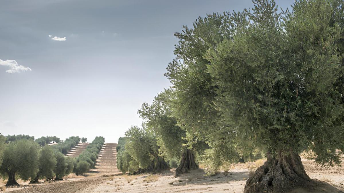 Un agricultor se pregunta 