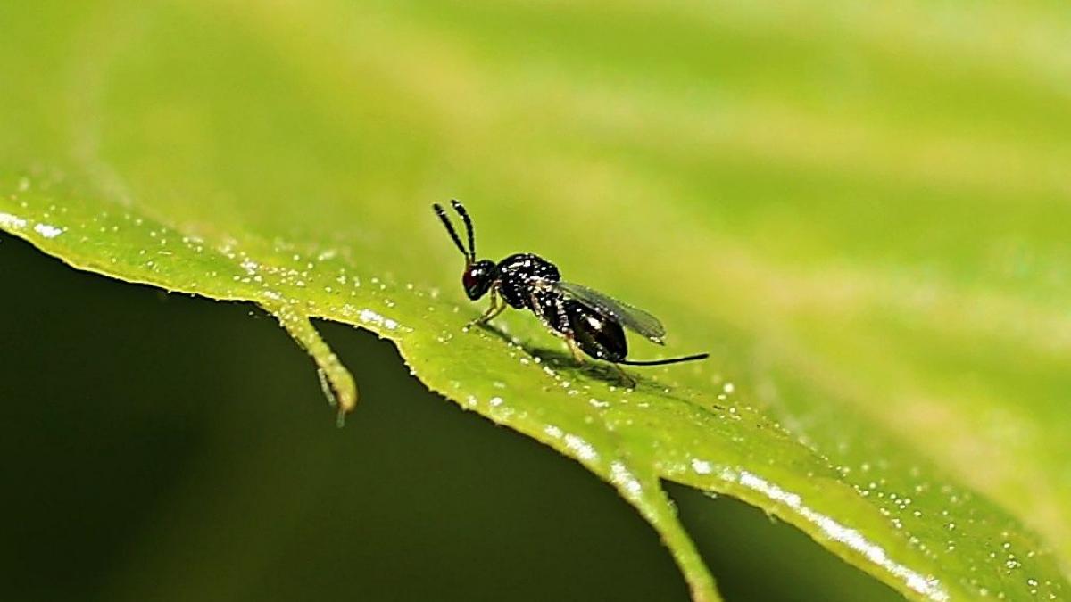 La plaga que no necesita machos para multiplicarse: así se extiende la avispilla del castaño y así se combate, con otro insecto que devora sus huevos