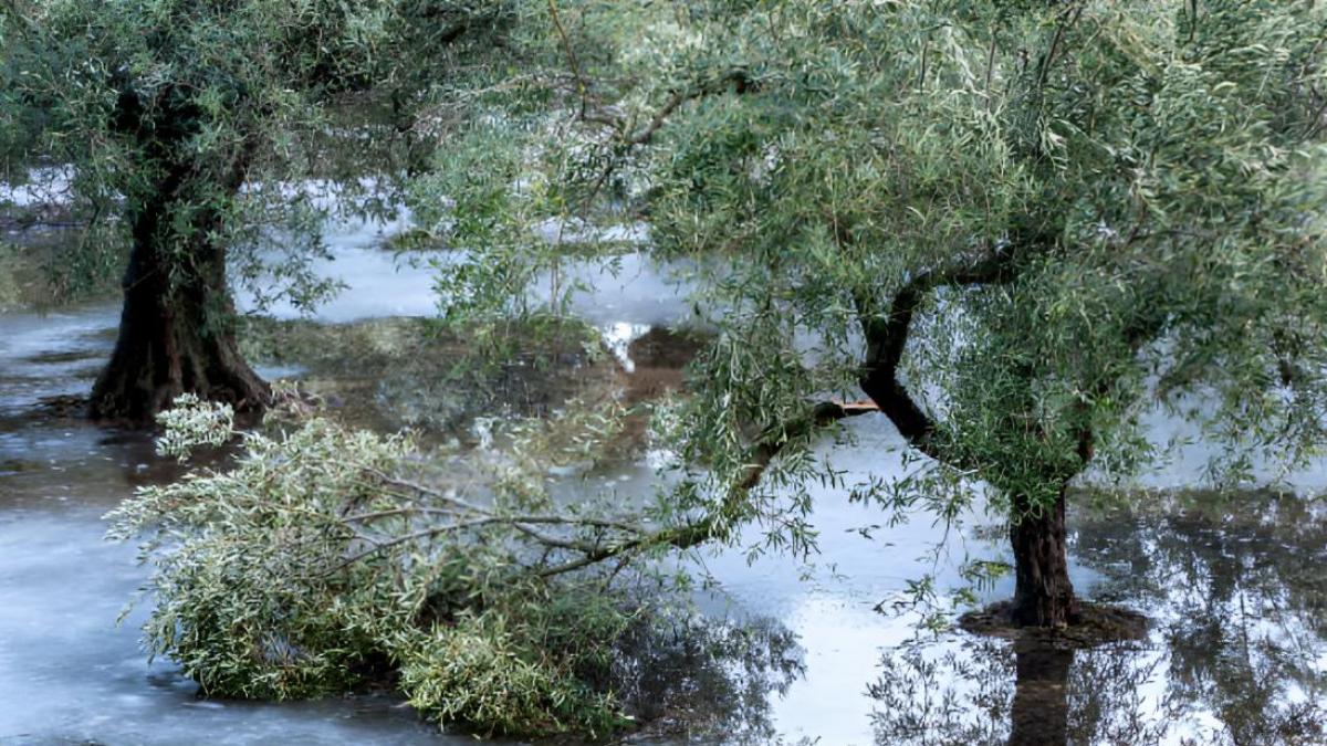 Los investigadores coinciden: los fenómenos climáticos extremos dañarán más los olivares españoles que el aumento de las temperaturas