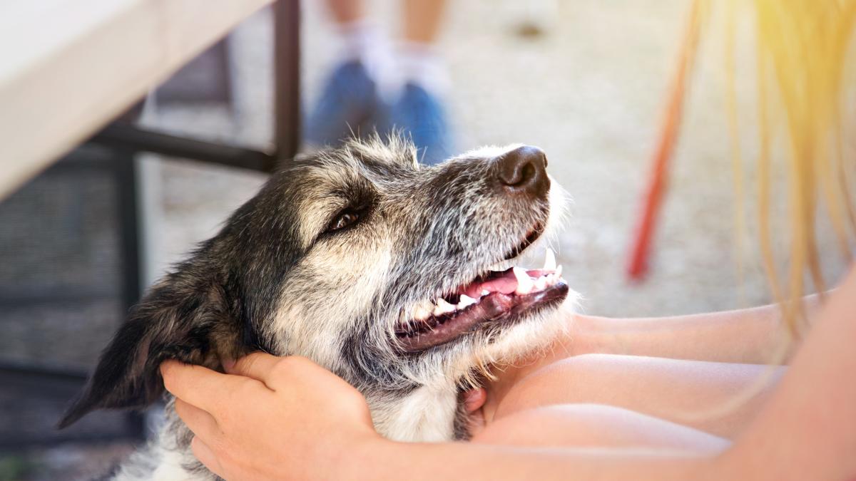 Confirmado por el Gobierno: hay más perros que niños en España