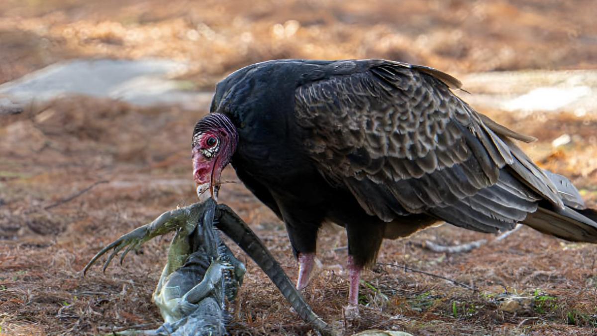 La ciencia documenta casos de buitres comiéndose los huevos 