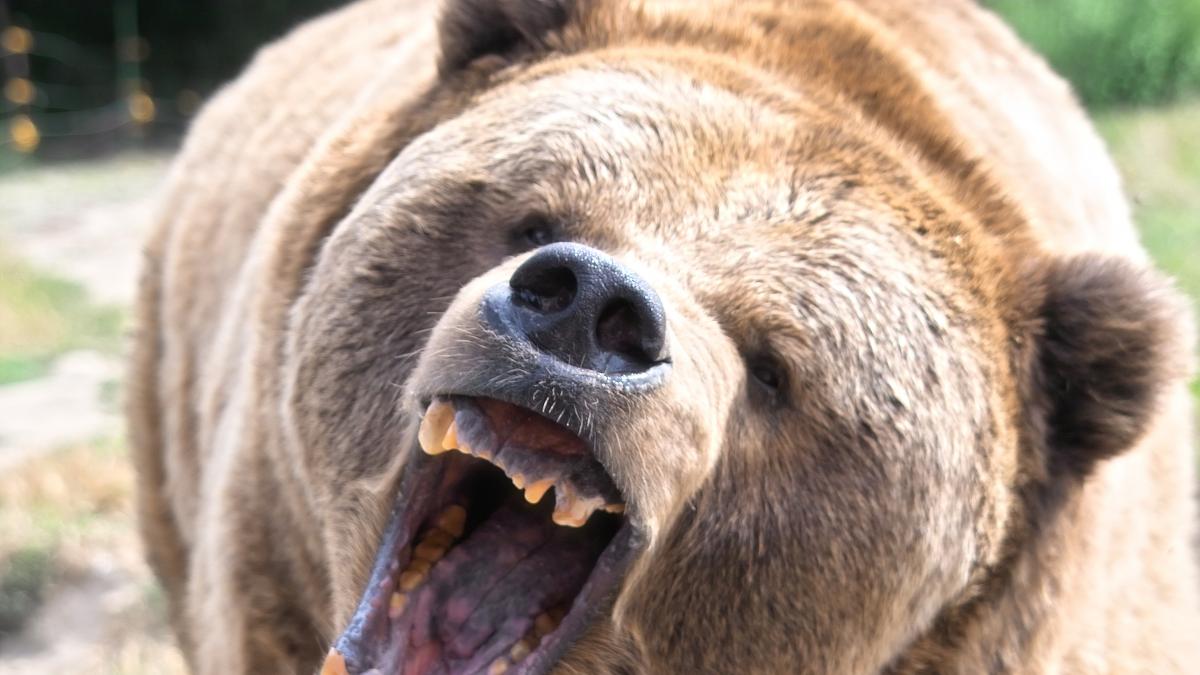 Un oso anda suelto cerca de Tokio y obliga a cerrar 100 escu