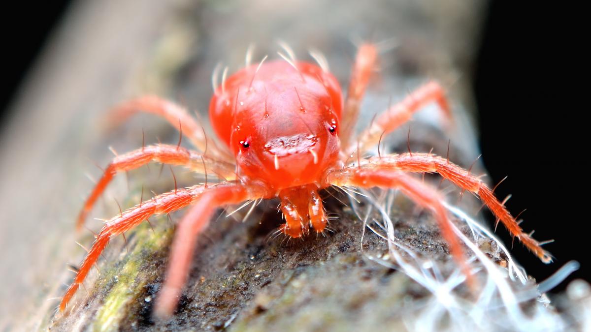 La araña roja regresa con el calor: así es la plaga que pued