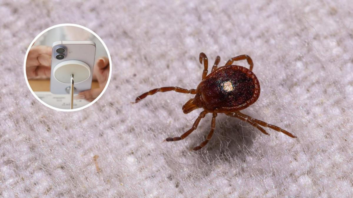Poca gente lo sabe, pero la cámara del móvil tiene un detector de garrapatas que puede salvarte de un susto