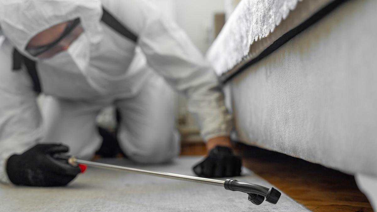 Los expertos en control de plagas coinciden: los insectos no están en tu casa por casualidad