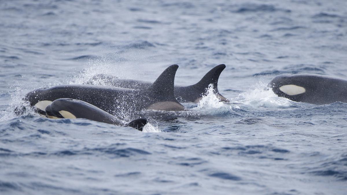 Varios navegantes relatan el momento en que las orcas embistieron su catamarán en el estrecho de Gibraltar: "Doblaron el acero como si fueran espaguetis"