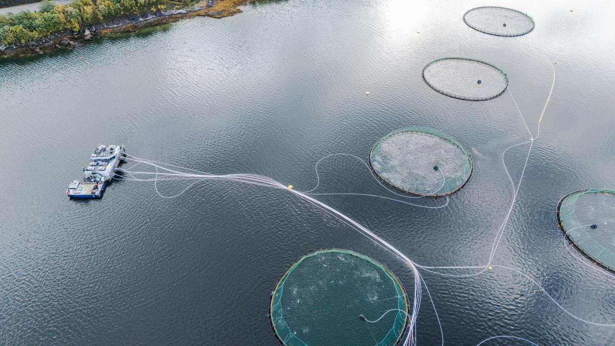 Los fiordos de Noruega se ahogan en excrementos de salmón: "Equivalen a las aguas residuales de hasta 30 millones de personas"