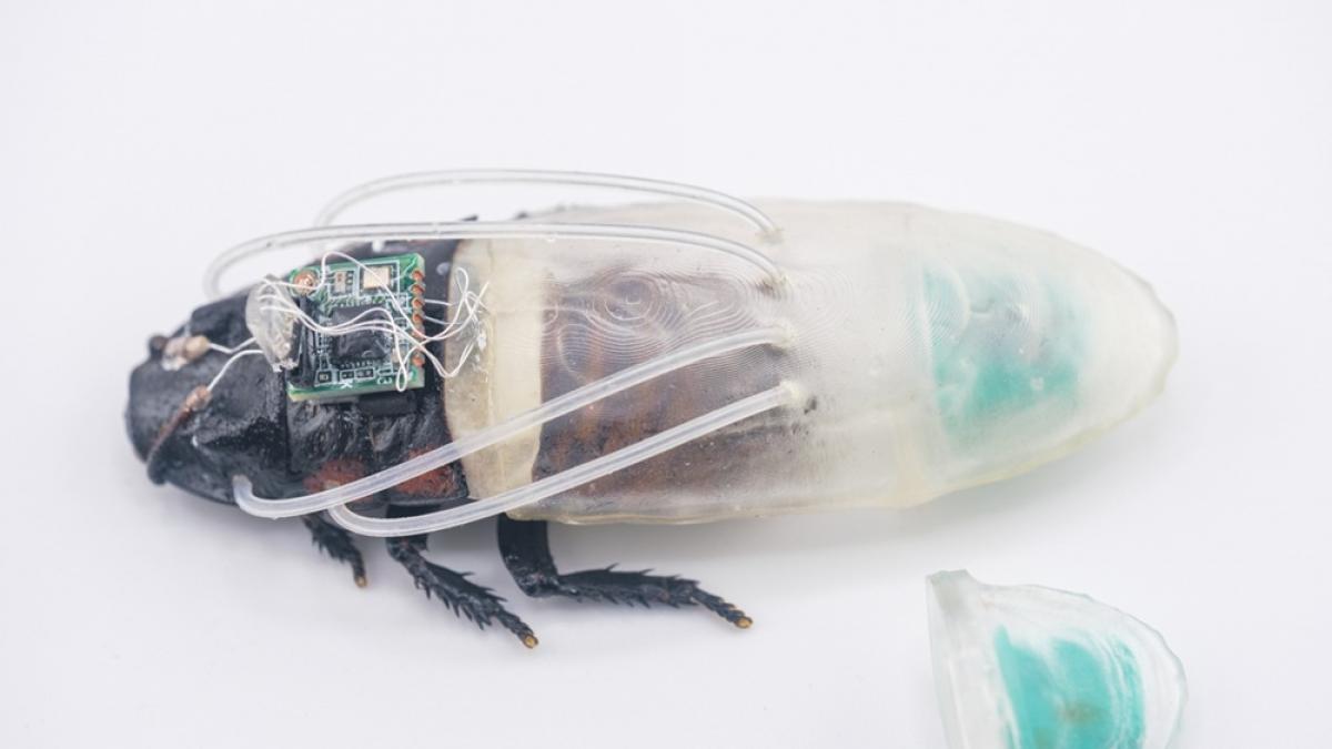Un 'traje de buceo' impreso en 3D permite que las cucarachas cíborg controladas a distancia respiren bajo el agua