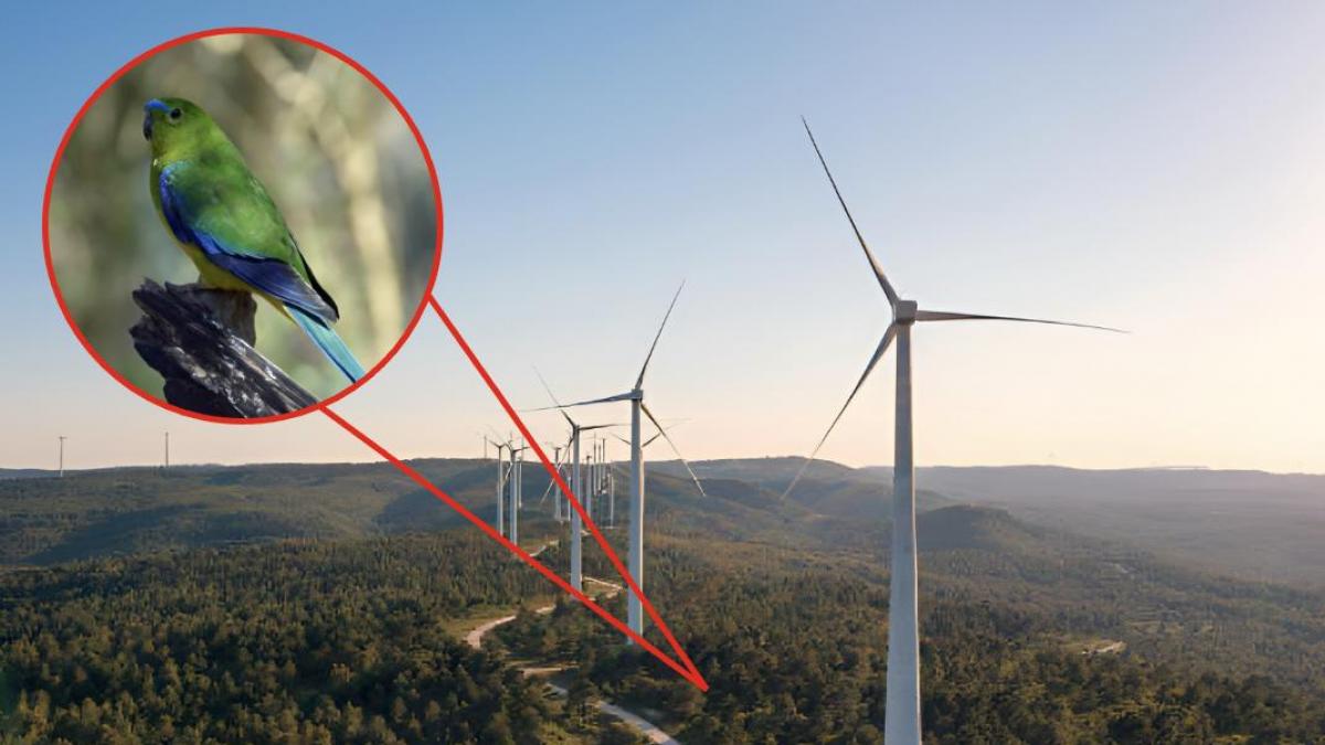 Construyeron 100 aerogeneradores en Tasmania antes de darse cuenta de que se encontraban en el camino de un loro en peligro crítico de extinción