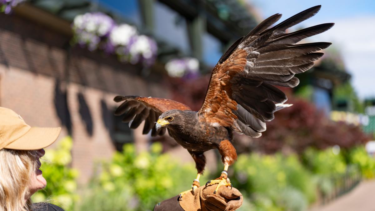 Rufus, el halcón que ahuyenta a las palomas de Wimbledon desde 2008 ...