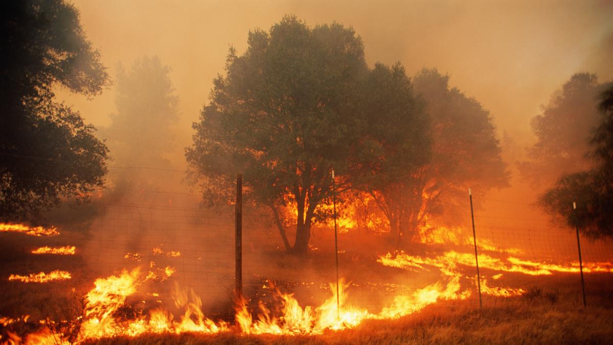 Víctor Resco, catedrático de Ingeniería Forestal: 'Si un incendio quema 2.700 hectáreas, la energía que libera es equivalente a la bomba atómica de Hiroshima'