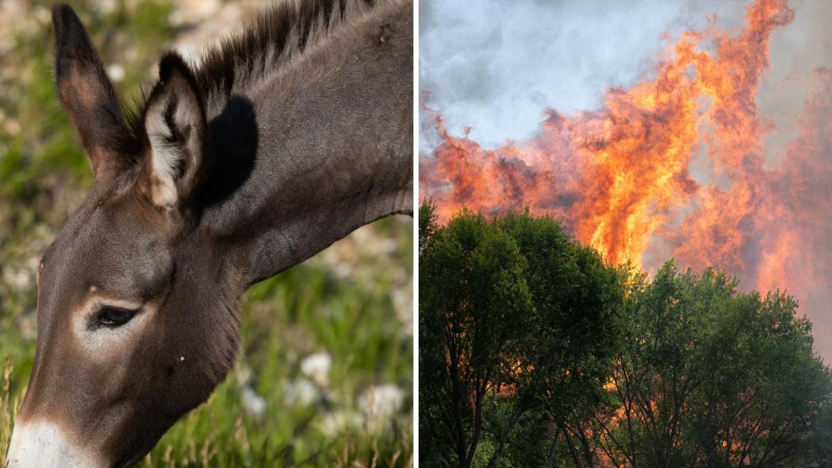 Ni hidroaviones ni cortafuegos con maquinaria: los pueblos españoles que confían la prevención de incendios a burros con GPS que caminan 19 kilómetros al día
