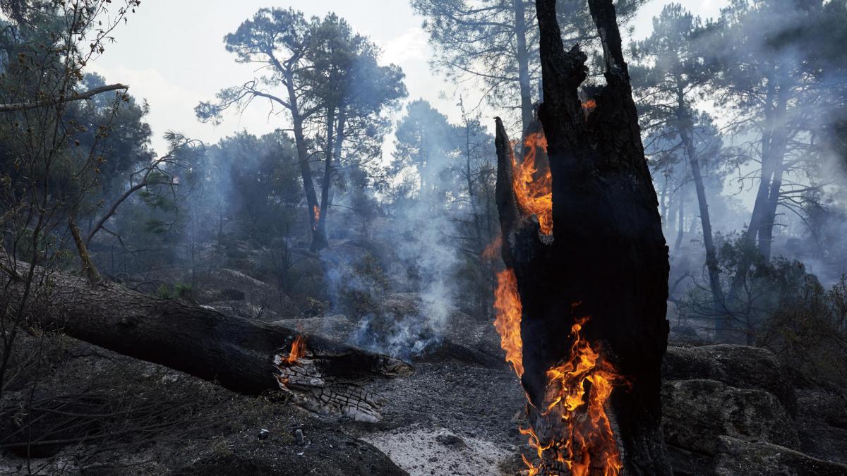 Vuelve el bulo de que no se pueden limpiar los montes: esto es lo que dice la ley