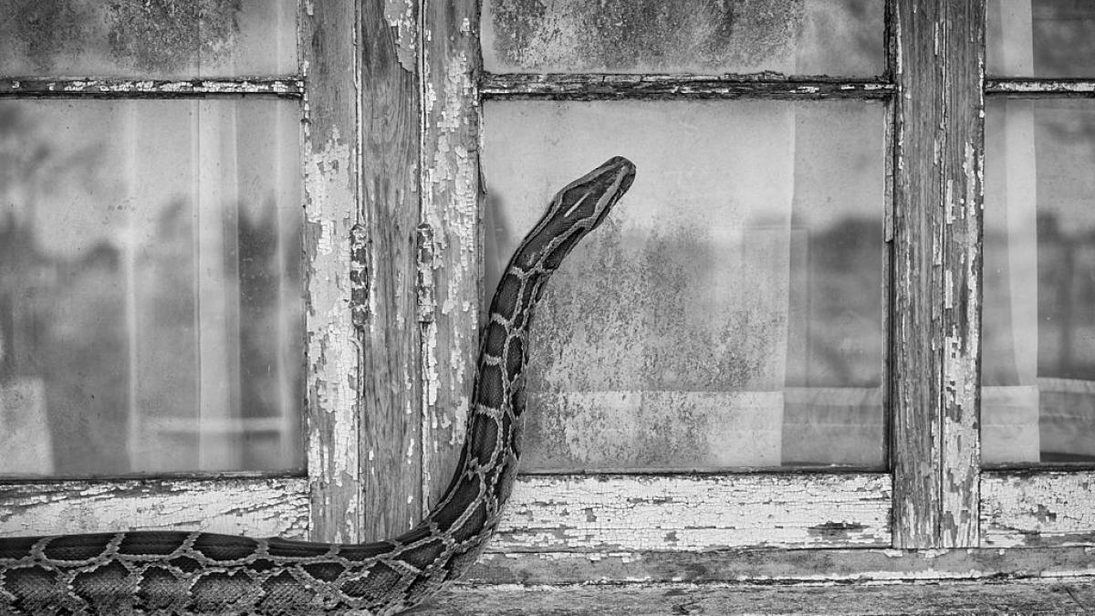 907 cazadores, 280 serpientes en diez días y 9.200 euros de premio: así intenta Florida frenar la plaga de pitones birmanas de los Everglades