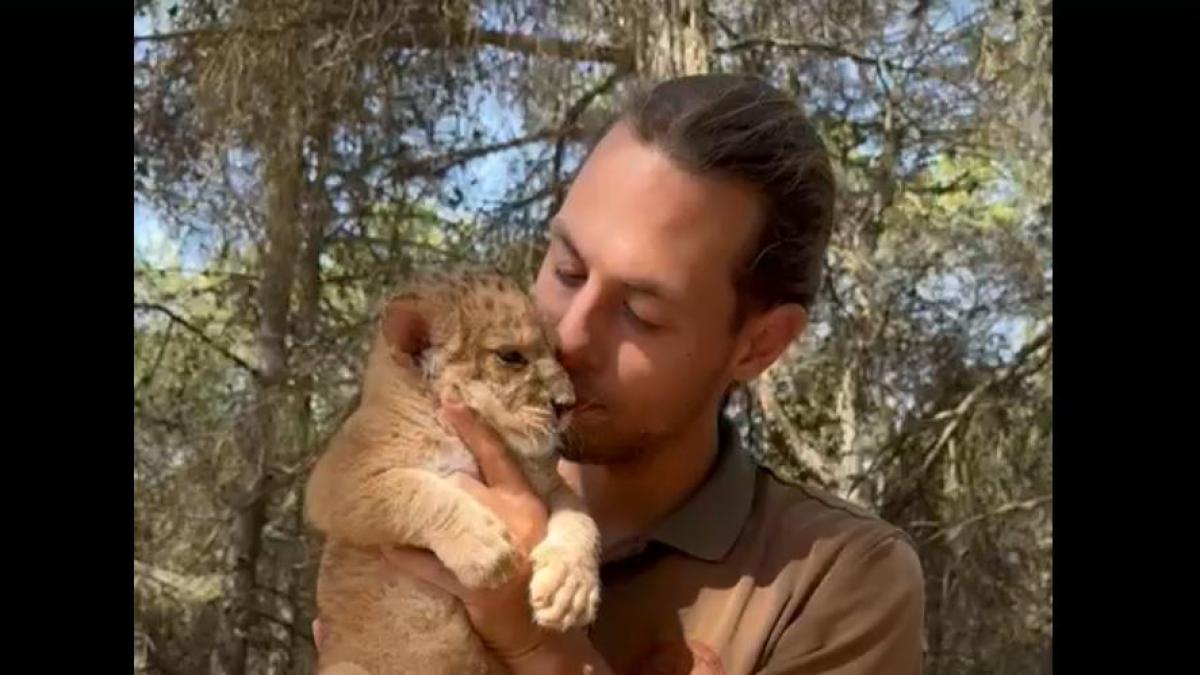 Grapas, la leona herida que nació en un safari alicantino y cuya historia tiene en vilo a media España: "Nos vimos en la necesidad de pedir ayuda"