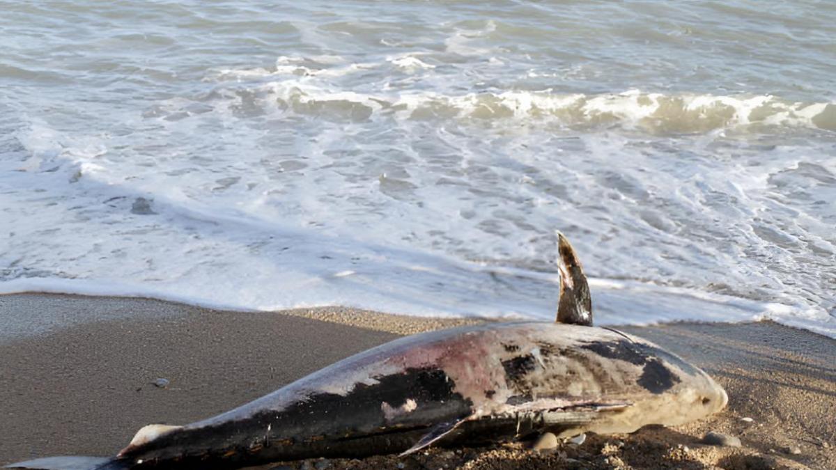 El misterio de los atunes varados en el Mediterráneo: no existen datos públicos de cuántos mueren cada verano en las jaulas de engorde
