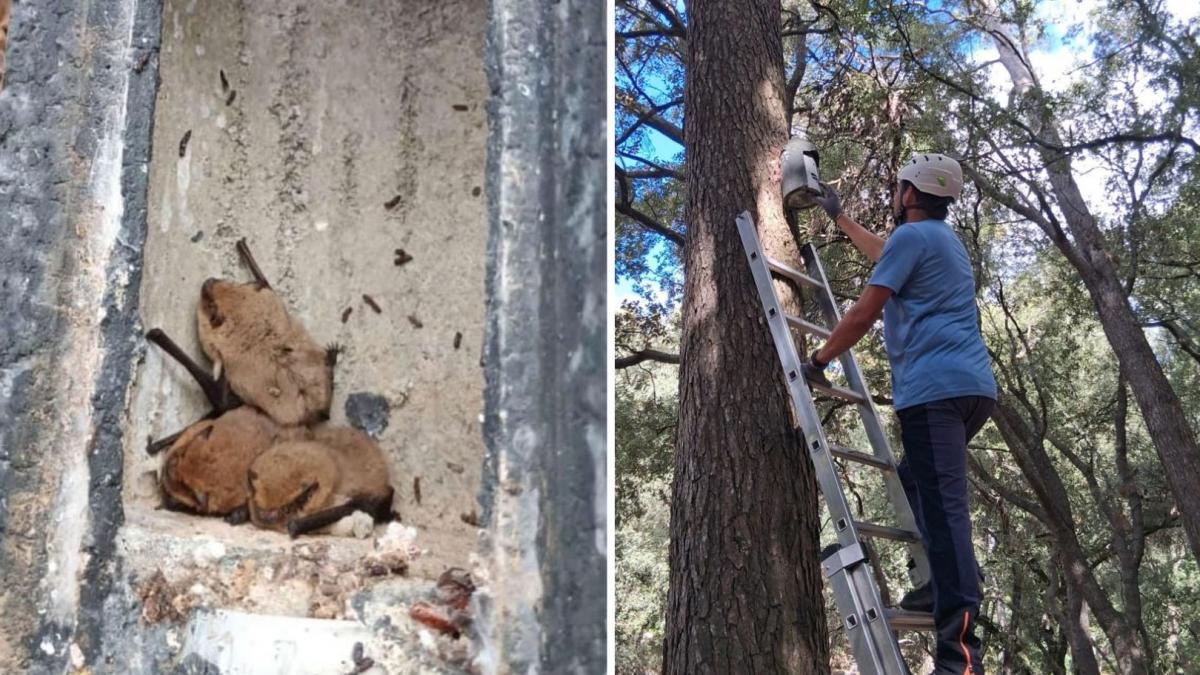 Mallorca usa murciélagos contra la procesionaria del pino: ha instalado 32 cajas refugio en la sierra de Tramuntana para que se coman sus mariposas